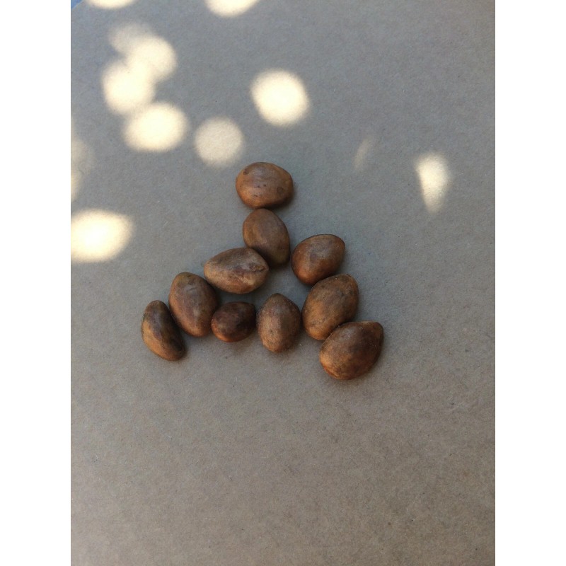 Tree 10 Organic fresh Loquat tree seeds from California bay