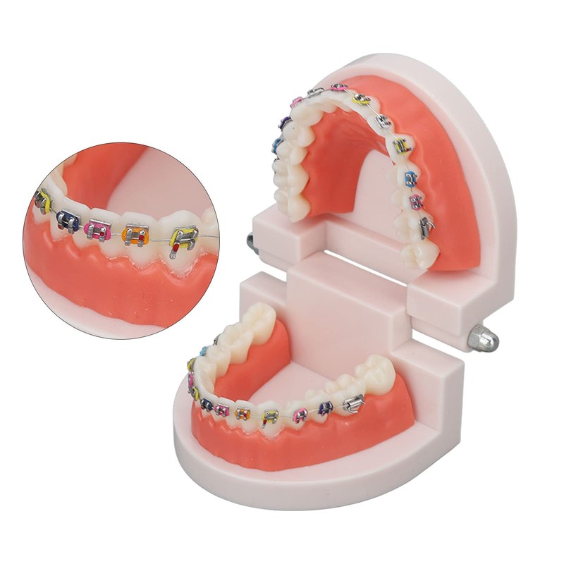 Teeth Dental Demonstration Model, Dental Typodont Tooth Model with Orthodontic
