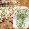 Mini Dried Pressed Baby's Breath Flowers Bulk - Real Natural