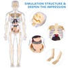 Human Body Model for Kids, Fully Transparent Body, 29 Piece