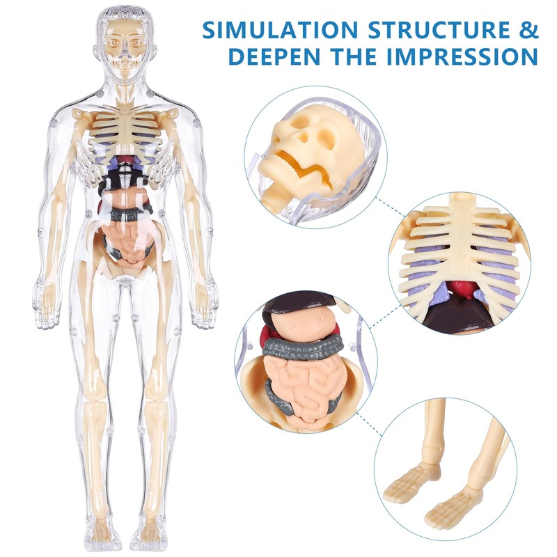 Human Body Model for Kids, Fully Transparent Body, 29 Piece