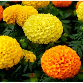 200 Pcs Mixed Marigold Seeds Flower to Plant Bonsai Home Decor