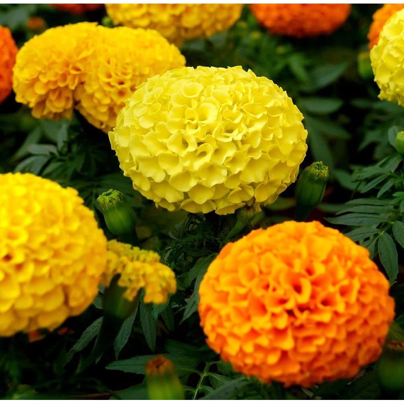 200 Pcs Mixed Marigold Seeds Flower to Plant Bonsai Home
