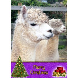 Alpaca Christmas Card 'Merry Christmas' - Special Xmas Card for Him Her Kids Male Female