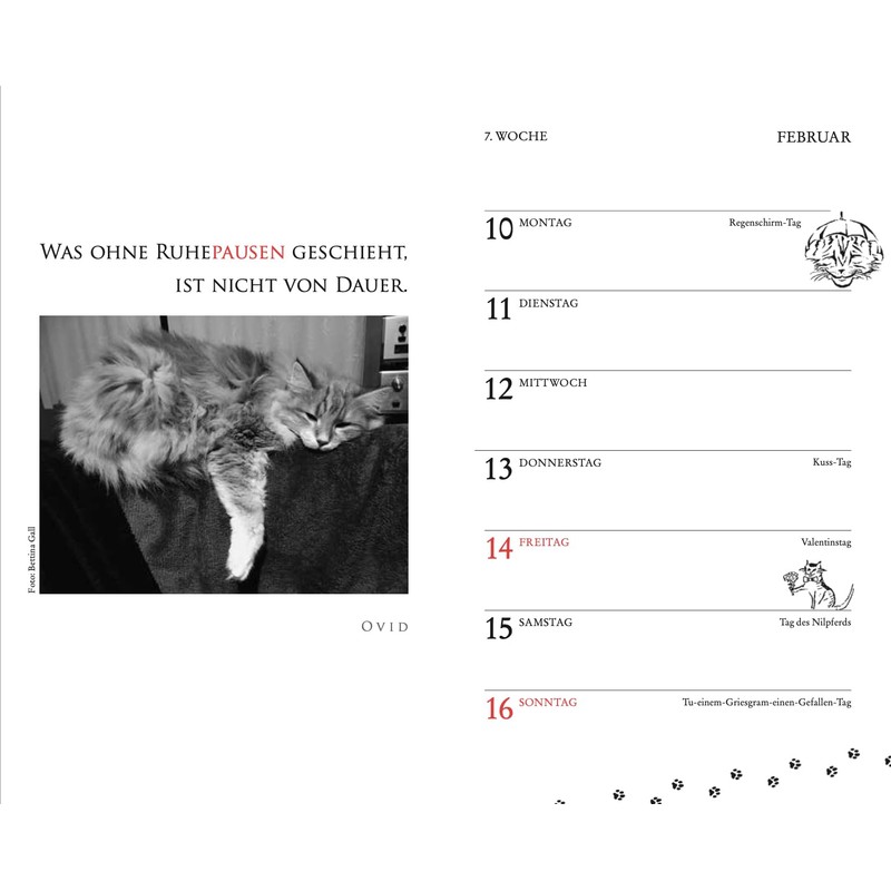 Katzen Taschenkalender 2025
