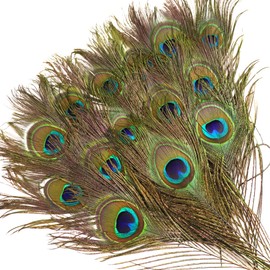 wangruida 24PCS Real Natural Peacock Eye Feathers10-12 inch(25-30 cm) for DIY Craft, Wedding Holiday Christmas Decoration
