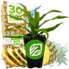Wellspring Gardens Florida Special Pineapple - Ananas comosus - Live