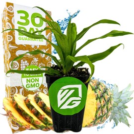 Wellspring Gardens Florida Special Pineapple - Ananas comosus - Live Plant