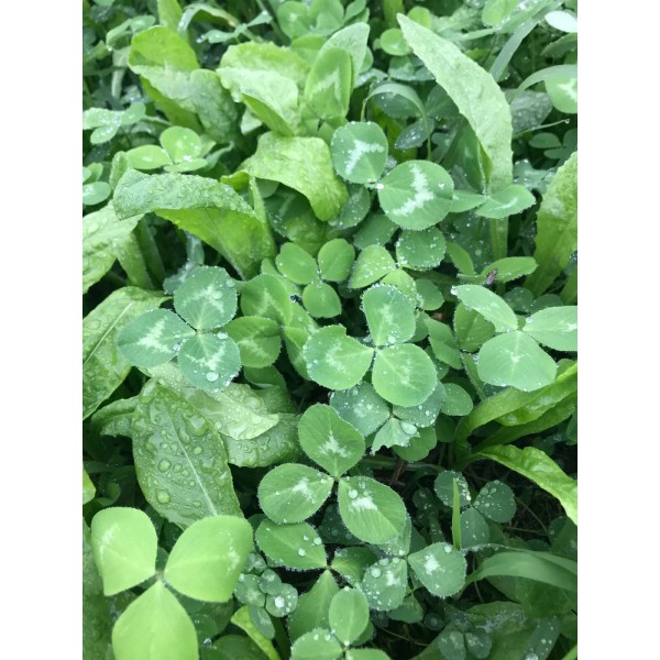 Hale Habitat &amp; Seed Clover, Alfalfa and Chicory Mix Food