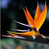 Sweet Scents n More 1oz Bottle Bird of Paradise Fragrance