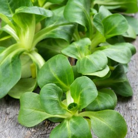 Dutch Broad Leaved Corn Salad Mache Seeds - 4 Oz - Also Called Lamb's Lettuce - Non-GMO Vegetable Garden Seeds - Leafy Greens