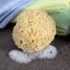 Neptune Natural Sea Wool Sponge - All Natural Honeycomb Renewable