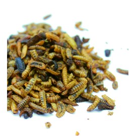 Dried Black Soldier Fly Larvae (Hermetia illucens) - Non-GMO Nutrient-Dense Natural Chicken Feed - Ideal Supplies for Backyard Chickens (20 Ounce)