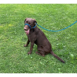 All in one Headcollar Lead/Halter/Head Collar To Anti Stop Pull Fits All Dog (Blue)