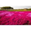 Thyme Seeds 2000 Mix Red Creeping Seeds for Planting- Wooly