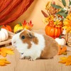 Jamntower 2 Sets Fall Guinea Pig Costumes Autumn Guinea Pig