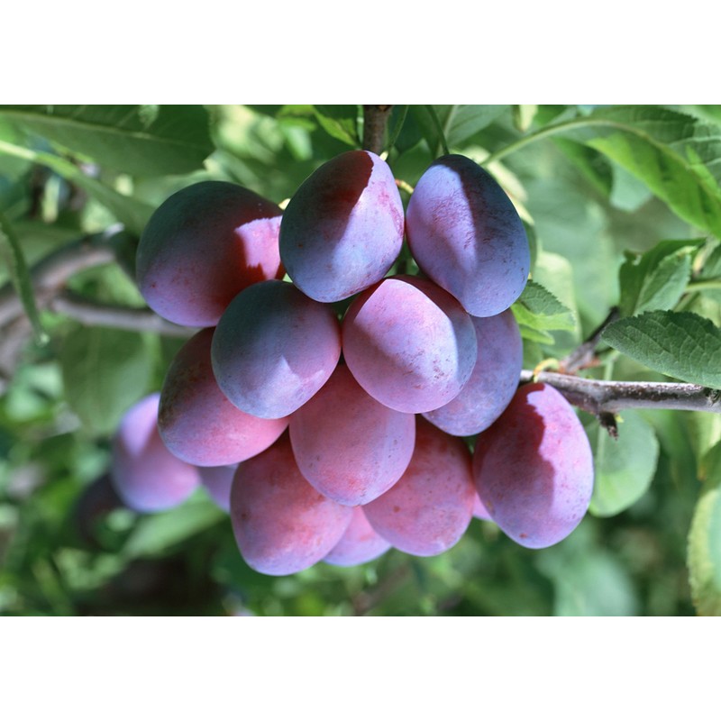 Pokka Sapporo Sunsweet Prune Extract, 10.6 oz (300 g)