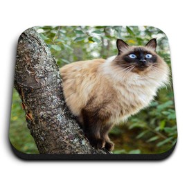 1 x Square MDF Fridge Magnet - Balinese Cat in Tree Blue Eyes 15812