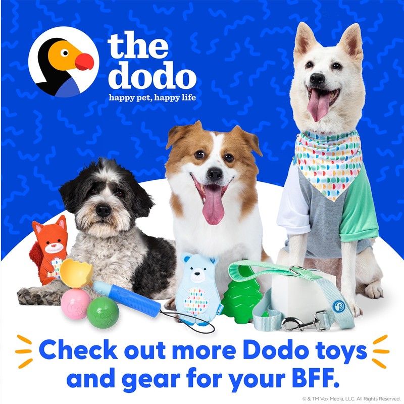 Dodo All Nylon Yellow Collar and Leash - Medium; Matching