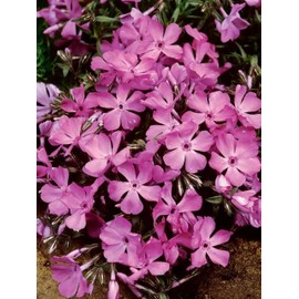 50 McDaniels Cushion Phlox Seeds Flower Perennial Seed Flowers Butterfly Perennial Flower Garden Seed Flowers Seed Flower