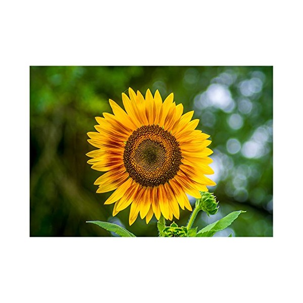 Will Davis Studios Summer Sunflower Fine Art Greeting Card (Blank Inside)