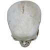 Objectz Skull Decoration, Skeleton Skull Decoration - Can also be