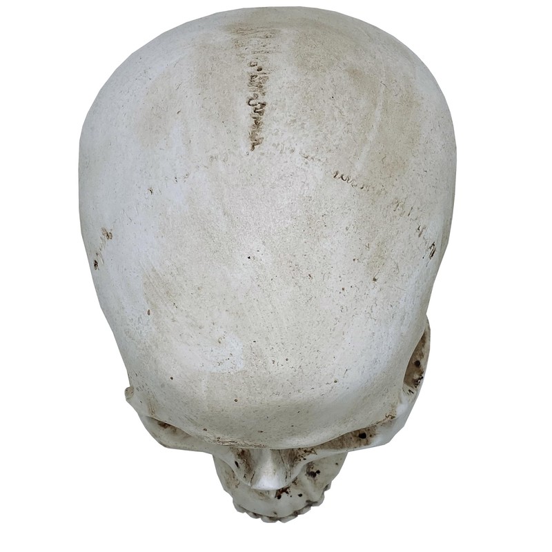 Objectz Skull Decoration, Skeleton Skull Decoration - Can also be