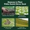 Nature’s Seed White Dutch Clover Seed, Drought Tolerant Ground Cover,
