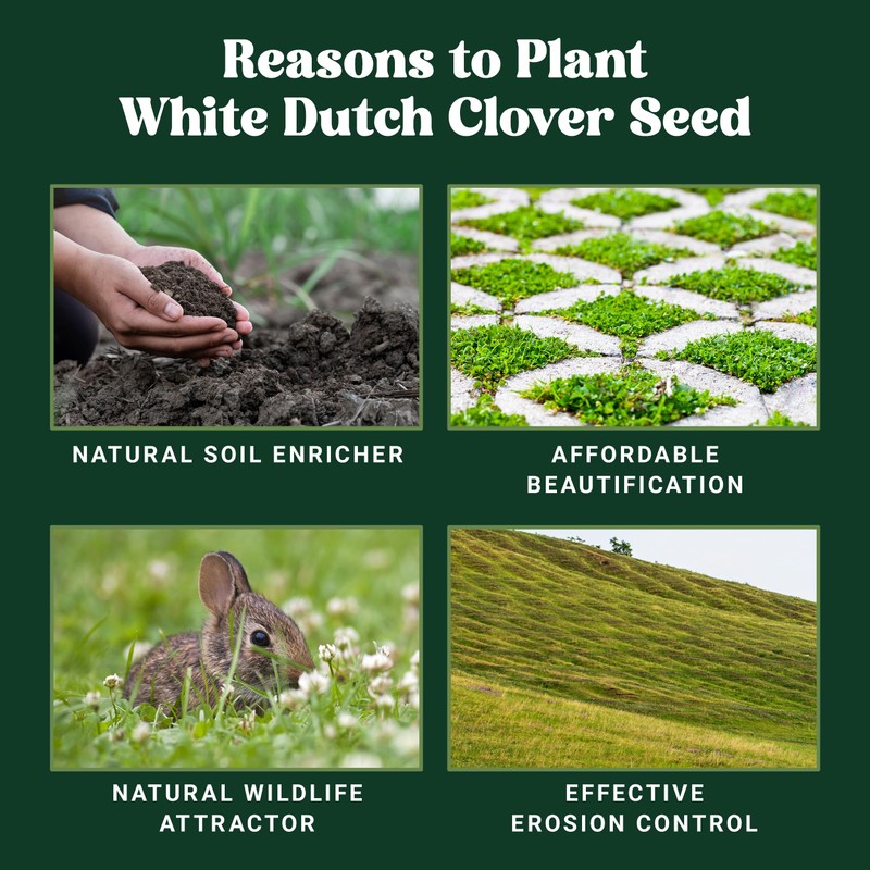 Nature’s Seed White Dutch Clover Seed, Drought Tolerant Ground Cover,