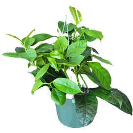 Hoya Shooting Star - Hoya Multiflora - Hoya Plants Live Houseplants - Stunning Shooting Star-Shaped Blooms - Air Purifying Tropical Vine - CA Seller (1 Small Plant in 3.5" Pot)