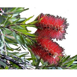 Little John Dwarf Bottlebrush Tree Live Plant Rare Miniature Flowering Shrub Bonsai Starter Size 4 Inch Pot Emerald Tm