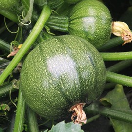 TomorrowSeeds - Round Zucchini Squash Seeds - 90+ Count Packet - Eight 8 Ball Ronde Rondini Summer Squash Patty Pan Courgette Bush