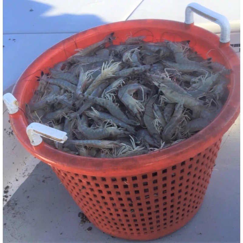 Bait Binder® - The 'Original' - Shrimp, Crab, Crawfish, Chum
