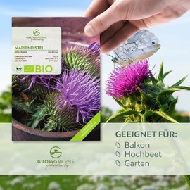 BIO Mariendistel Samen - Heilkräuter Saatgut aus biologischem Anbau ideal für den heimischen Kräutergarten, Balkon & Garten (50 Korn)