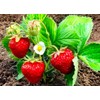 Strawberry 20 Seeds for Growing Non-GMO