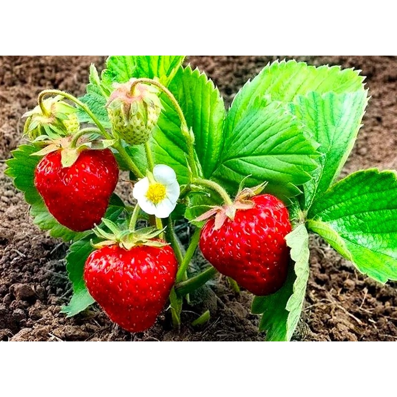 Strawberry 20 Seeds for Growing Non-GMO
