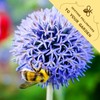 Echinops Seeds Pack - Beautiful Garden Flowers Seeds