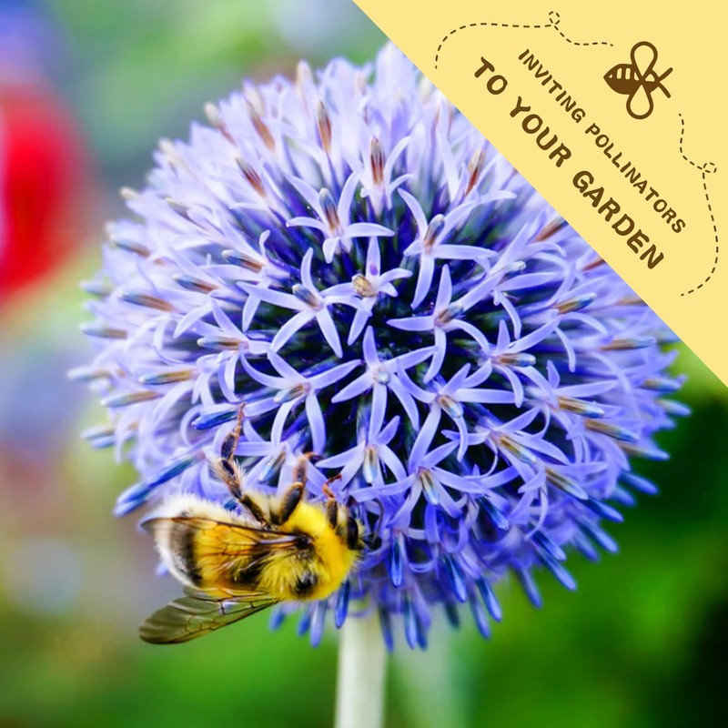 Echinops Seeds Pack - Beautiful Garden Flowers Seeds