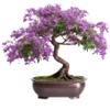 Bonsai Starter Kit – Growing Jacaranda Bonzai Tree from Seeds