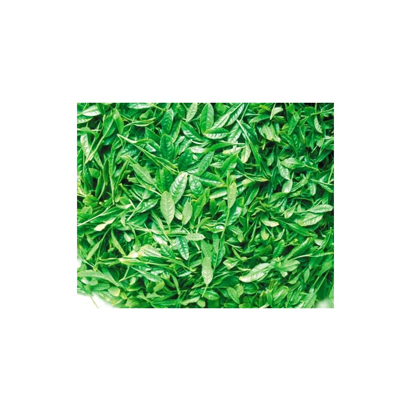 Ocha no Maruko Gabaron Green Tea Bag 0.07 oz (2