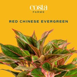 Costa Farms Chinese Evergreen, Red, Easy to Grow Live Indoor Plant Aglaonema, Houseplant Potted in Indoors Garden Plant Pot, Potting Soil Mix, Gift for New Home, Office, or Home Décor, 1-2 Feet Tall