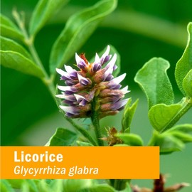 Herb Pharm Certified Organic Licorice Liquid Extract for Endocrine System Support - 4 Ounce