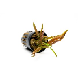 SubstrateSource Cryptocoryne Live Aquarium Plants - Freshwater Plant for Aquariums, Planted Fish Tanks - Beginner Friendly (Albida Costata, 1 Pot (3-5 Plants))