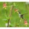 Buy Rare Seeds Aquilegia canadensis | Canadian Eastern Red Columbine