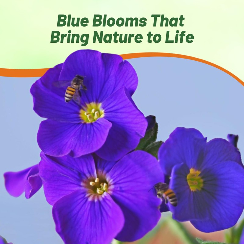 Outsidepride Cascade Blue Aubrieta Rock Cress Seeds - 2000 Pcs