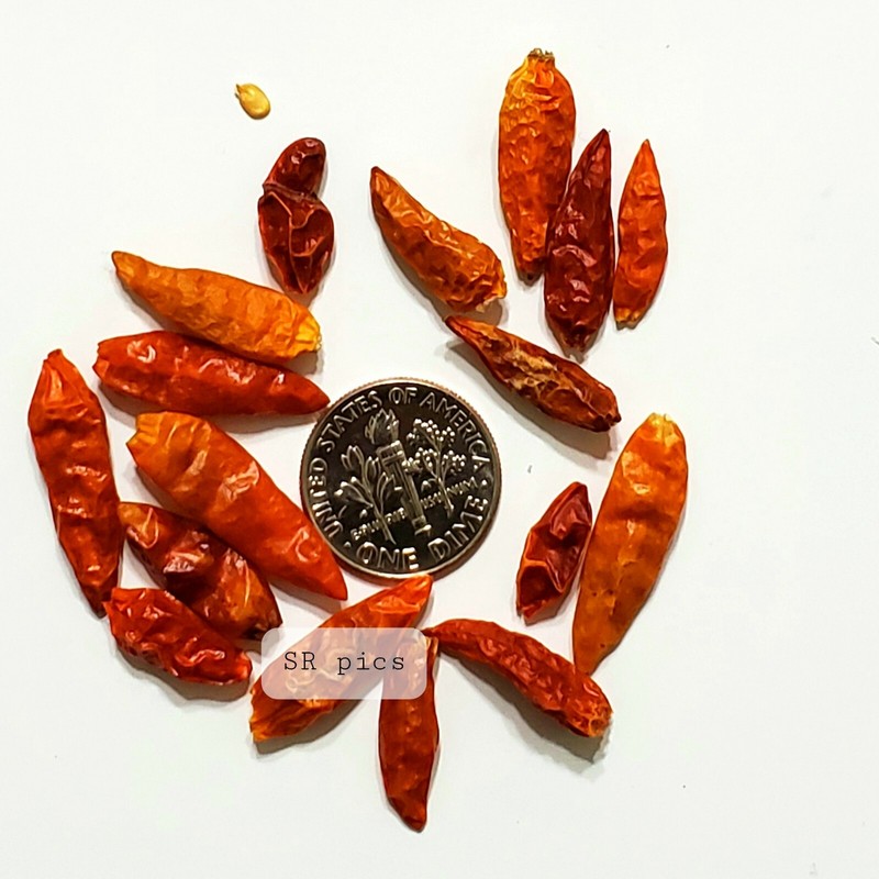 home grown Kanthari / BirdsEye Chilli pepper HEIRLOOM 50+ seeds