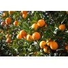 Tree 4 Orange Fruit Tree Scions Cuttings 6-8 inches for Rooting/Grafting