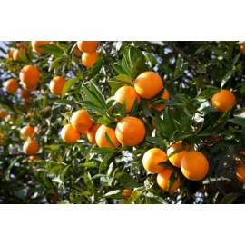 Tree 4 Orange Fruit Tree Scions Cuttings 6-8 inches for Rooting/Grafting