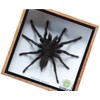 Real Giant Bird Eating Eurypeima Spincrus Tarantula Spider Animals Taxidermy