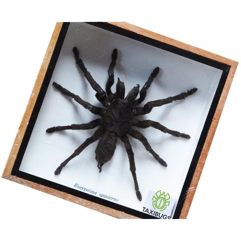 Real Giant Bird Eating Eurypeima Spincrus Tarantula Spider Animals Taxidermy